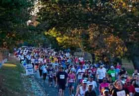 AdventureLisas Forest Run